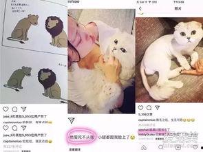 娱乐吃瓜酱虐猫博主小说,吃瓜酱小说揭秘